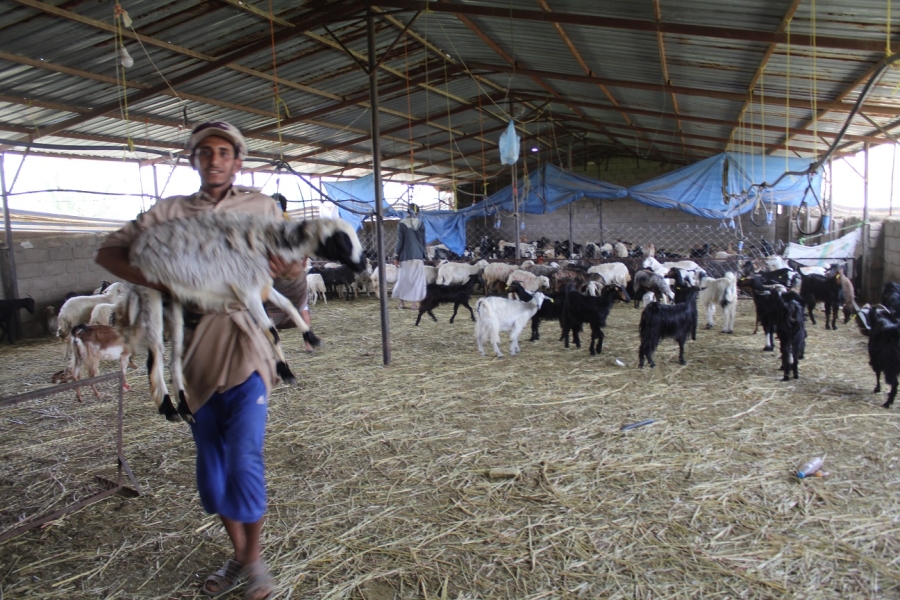 مشروع تعزيز الامن الغذائي وسبل العيش المرن